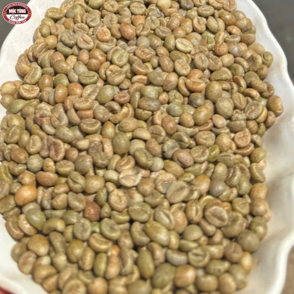 Cà phê hạt rang giá sỉ
